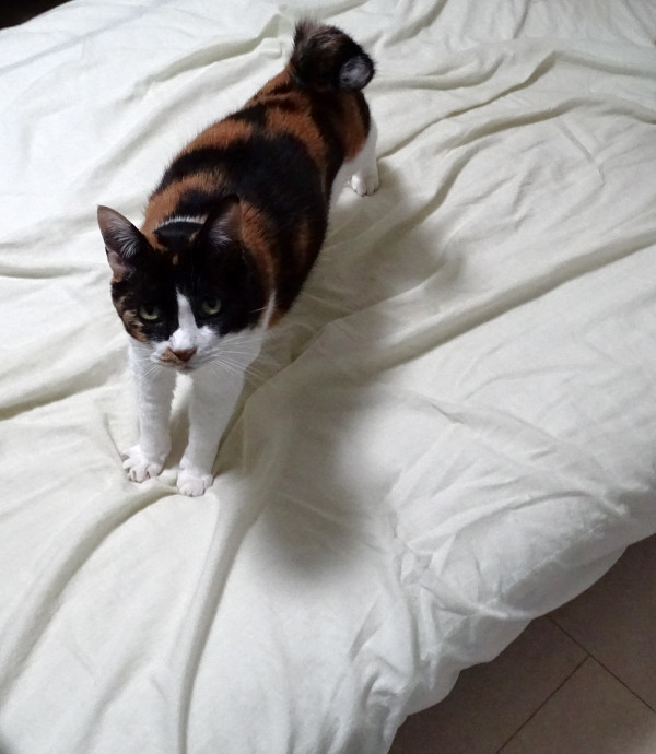 Cat on sheet