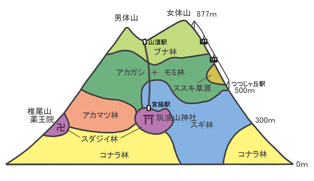 筑波山の植生分布概略図