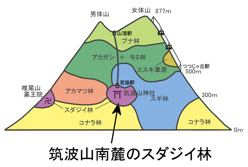 筑波山植生概略図における南麓スダジイ林