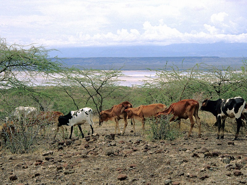 Magadi Lake on the bottom of Geate Rift Valley