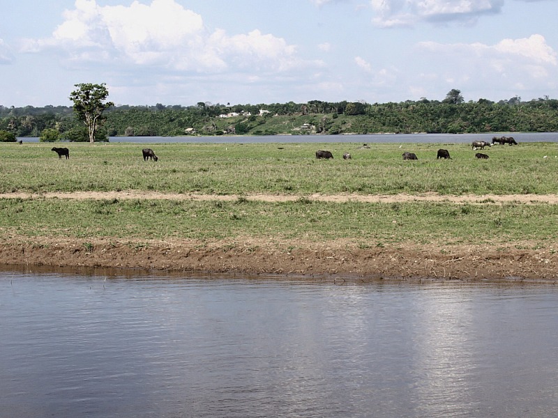 Flood plain and upland along the Paraná do Ramos, Parintins