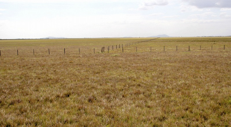 Large scale pasture in the Roraima Grasslalnds