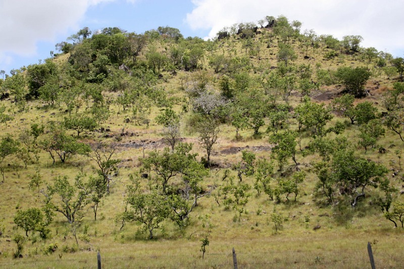 Savanna on a hillslope in Roraima