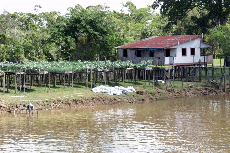 House and their vegetable field of riverine people built on stakes