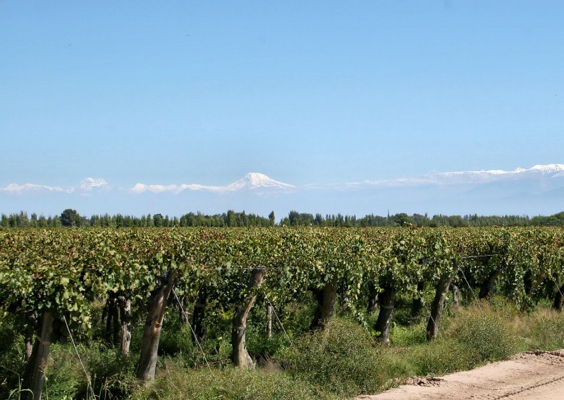 Vineyards in Mendoza & Tupungato Volcano