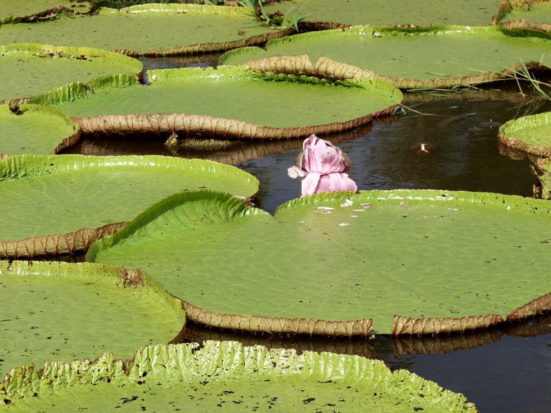 Victoria amazonica, an attractive aura in floating meadows