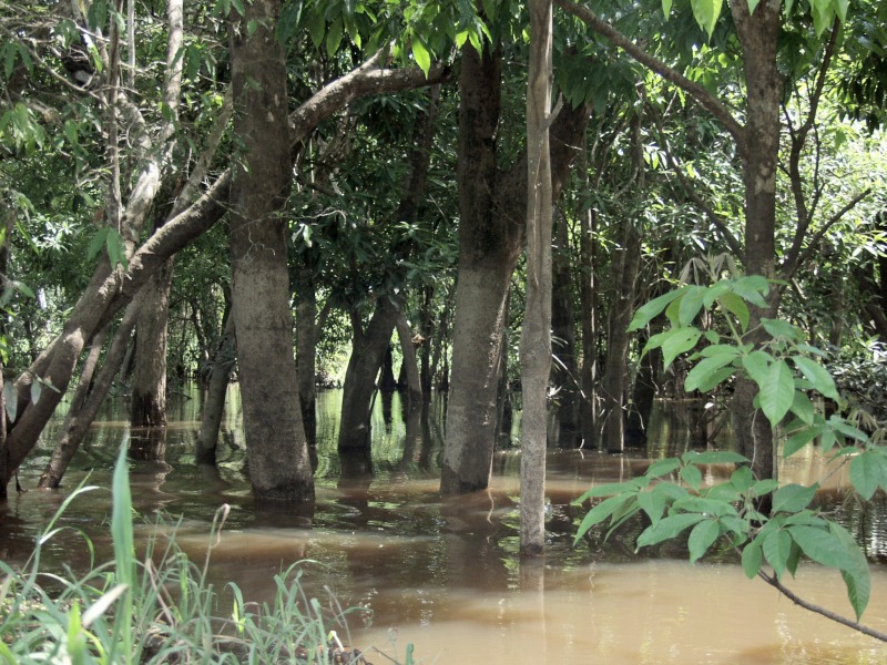 Inandated forest on Amazonian flood plains