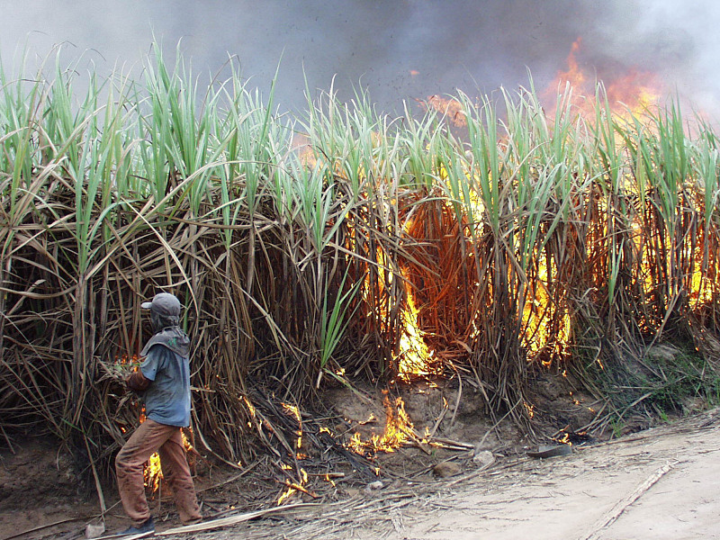 Firing up sugar cane fields before cutting