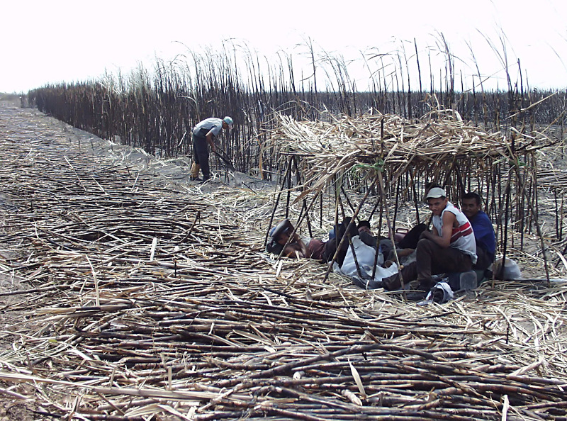 Agricultural workers harvesting burned sugarcane