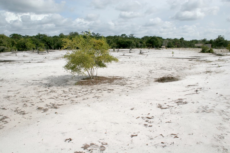 White sand terrain like a snowy landscape in Negro River basin