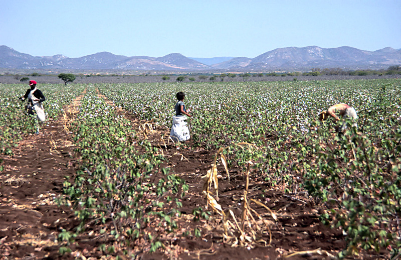 Harvest of cotton, a traditional crop of Sertão