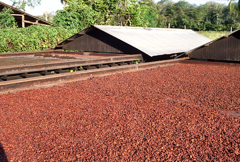 Cacao drying shelter