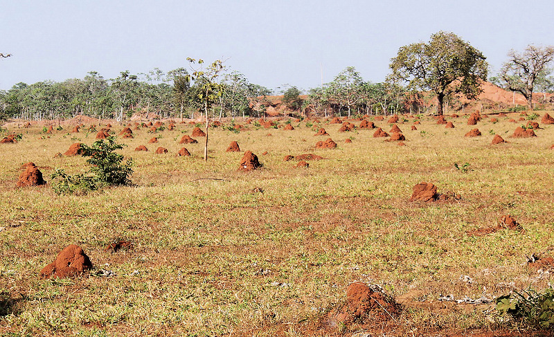 Termite mounds scattered throughout the ranches of Campo Cerrado