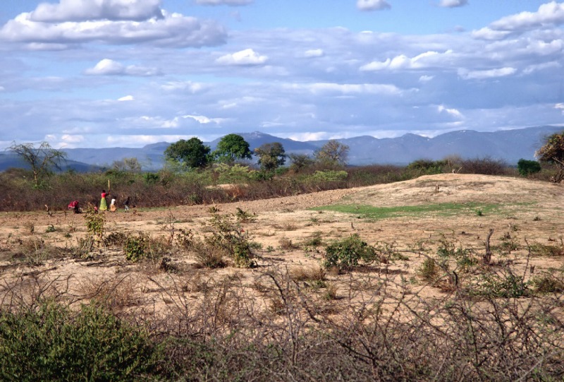 Large termite mound and farmers of slash-and-burn agriculture