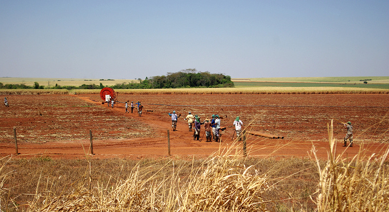 Sugar cane field spreading on the red soil 
