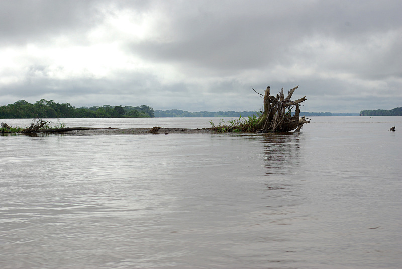 Huge driftwood　in the Mamoré River
