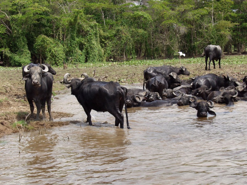 Water buffalo grazing