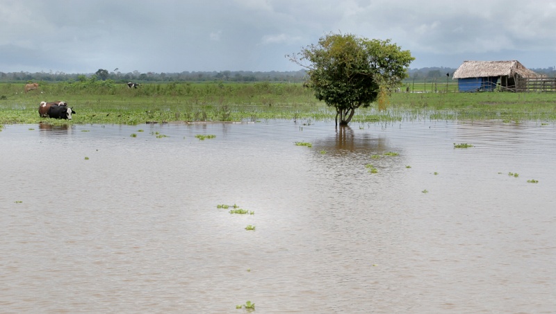 浸水が始まったアマゾン氾濫原の牧場