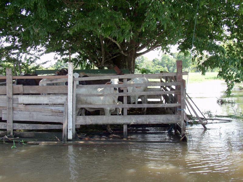 Fenced round raft for cattle (Maromba)