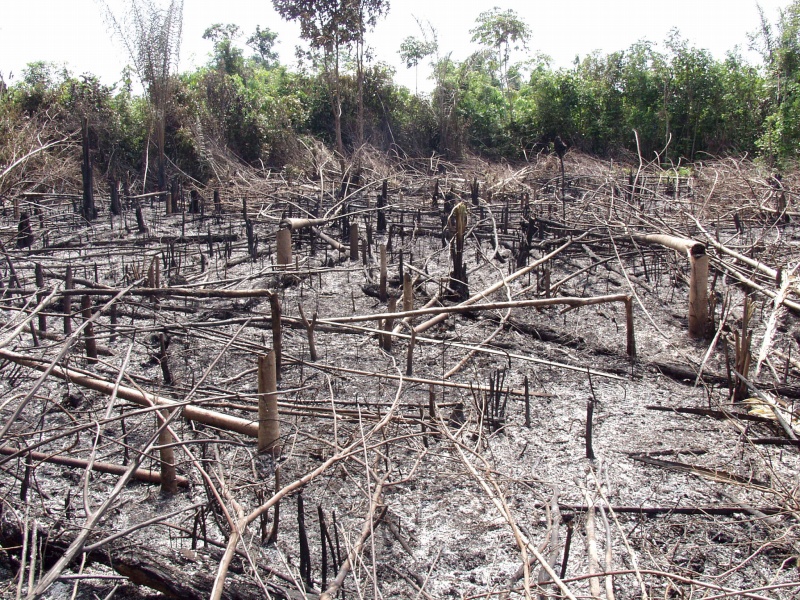 Secondary forest on terra filme, which was burned to create slash