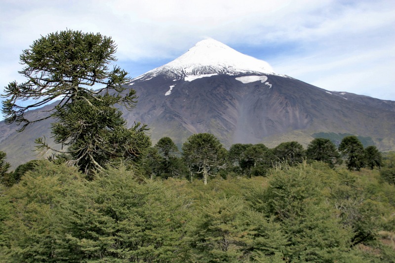 Volcán Lanin & grove of Araucaria araucana