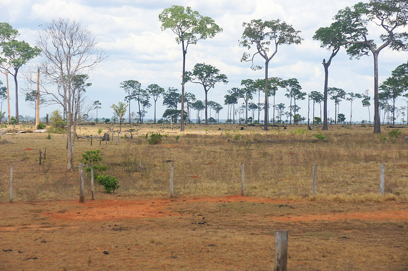 Ranch on the outskirts of Xapuri City, Acre, with its many Brazil nut trees