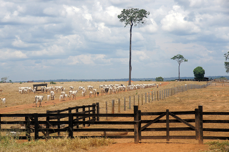 Ranch in the suburbs of Xapuri City, along the Transocean Highway (BR-317) in Acre
