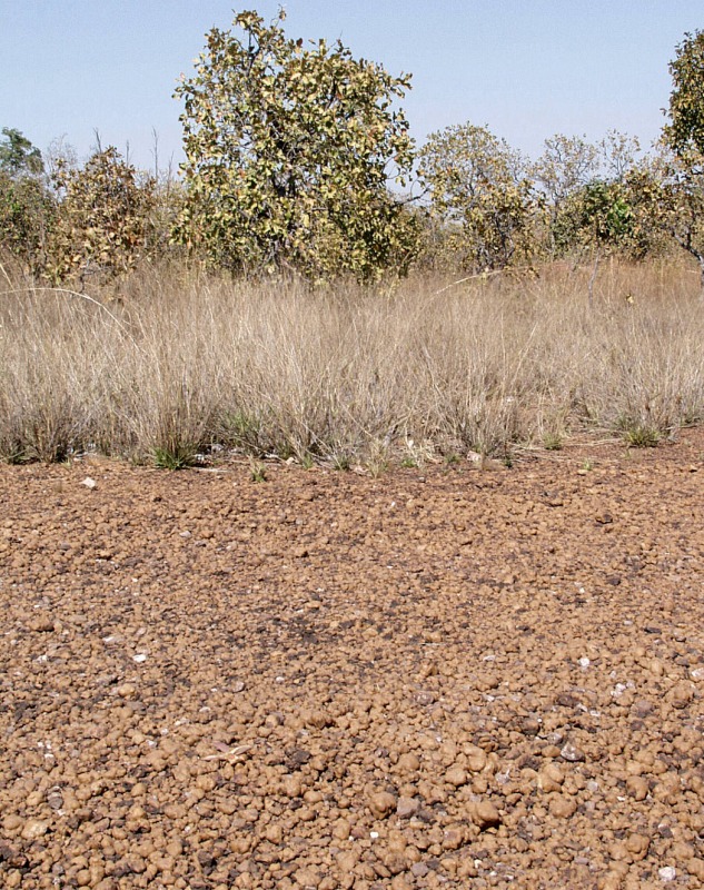 Land in campo cerrado covered with laterite gravel