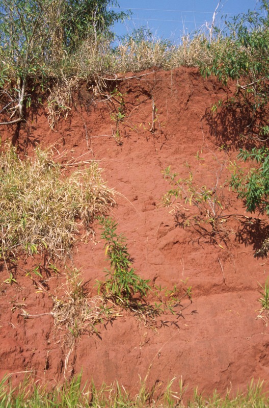 Soil profile of Red Latosol