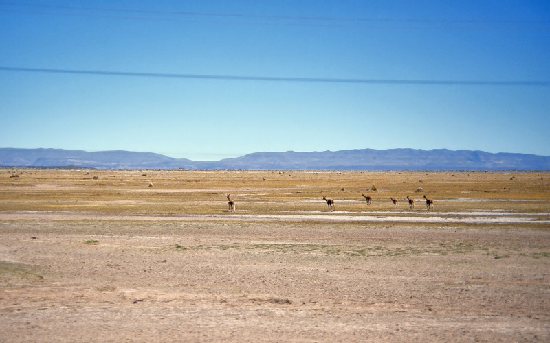 Altiplano, the main habitat Vicuña