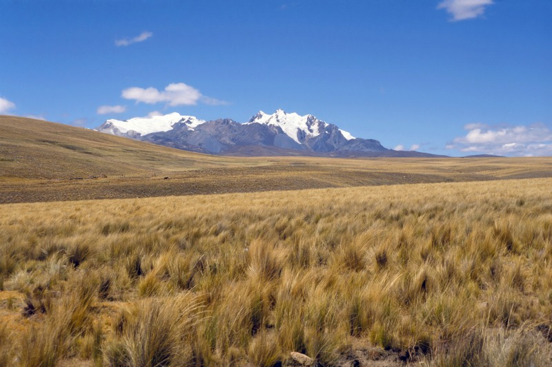 Ichu of high montane grassland (puna) in Peru