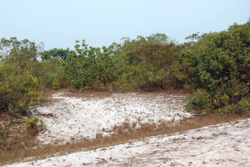 White sand and Amazonian caatinga in the Cachimbo Mountains