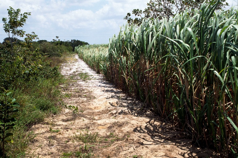 Sugar cane fields and white sand on the tabuleiros upland