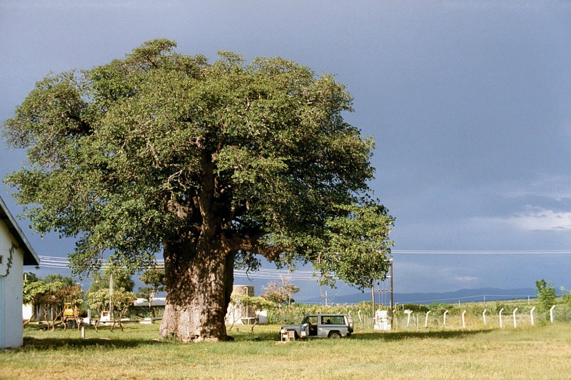 Giant baobab tree, highland of Dodoma, Tanzania
