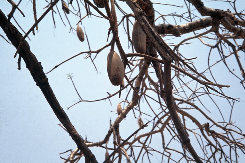 Fruits of baobab