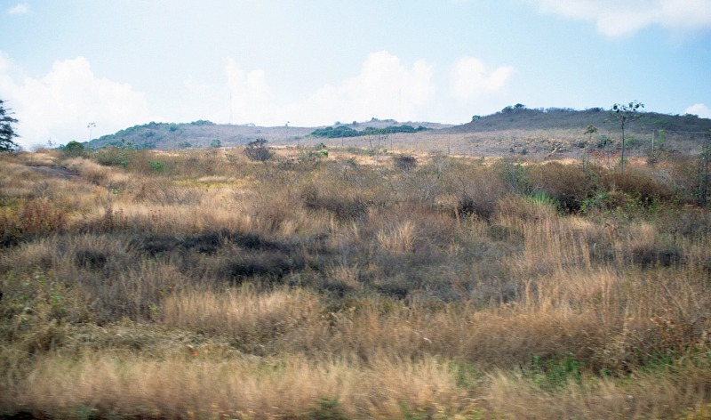 Grassland in patches in the Carájas Mountains indicating existence of iro ore