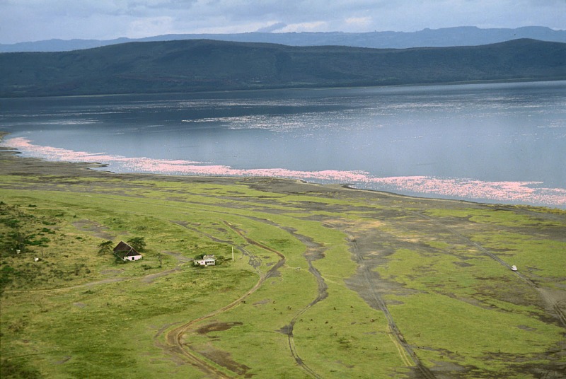 Lake of flamingo, Lake Nakuru, Kenya