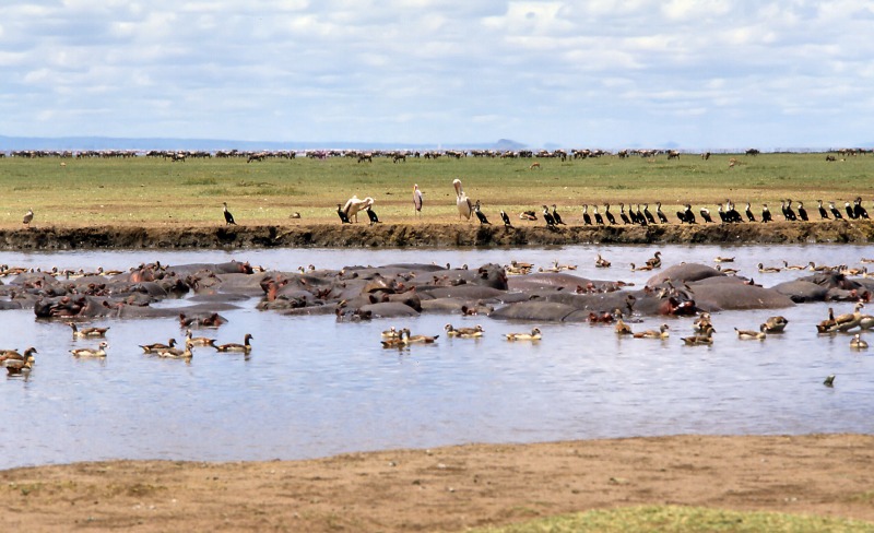 Lake Manyala National Park, Tanzania