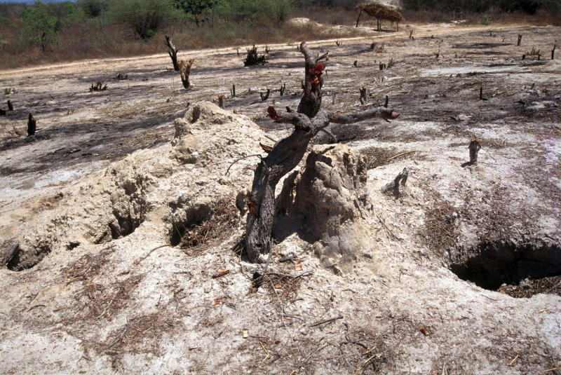 Summit of a giant termite mound