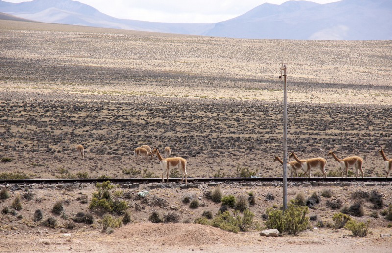 Vicuñas in the Salinas y Aguada Blanca National Reserve