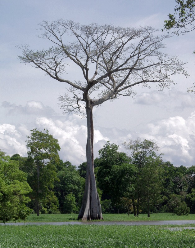Sumauma, a giant tree on flood plains