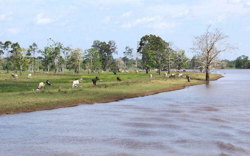 水が引いて牛たちが帰って来た氾濫原の大規模牧場