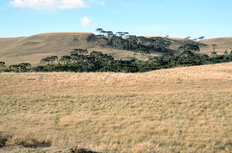 Temperate grasslands of Brazilian Southern Highland