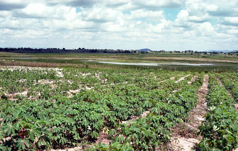 Cassava field on the tabuleiros upland