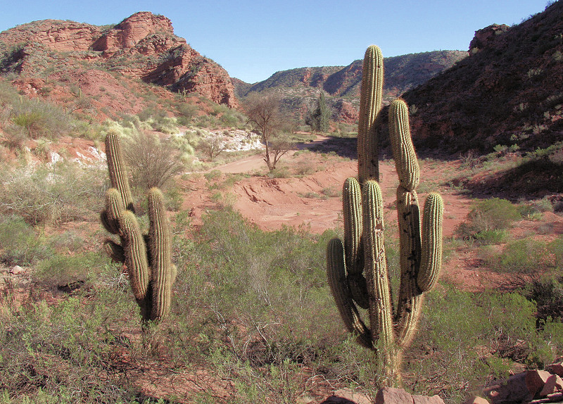 A large cactus in the Monte Desert, Cardon grande