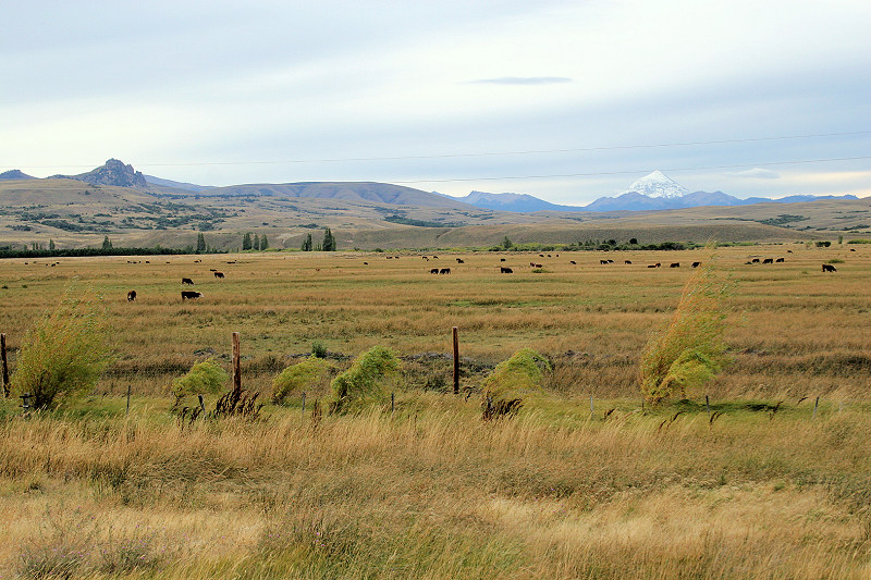 Patagonian grassland at the foot of the Andes