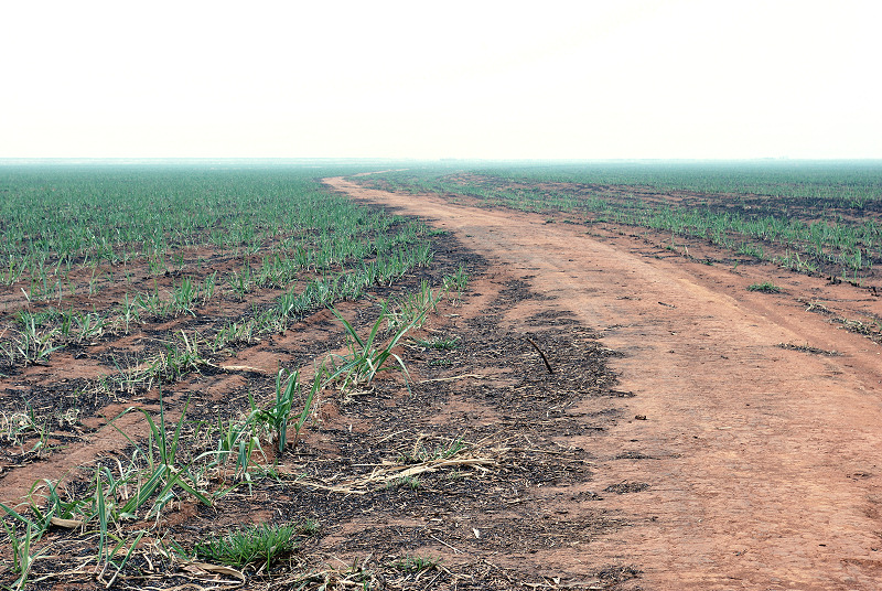 Sugarcane fields on the Mato Grosso Plateau