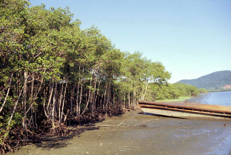 Mangrove wetlands in the lowlands of the state of São Paulo