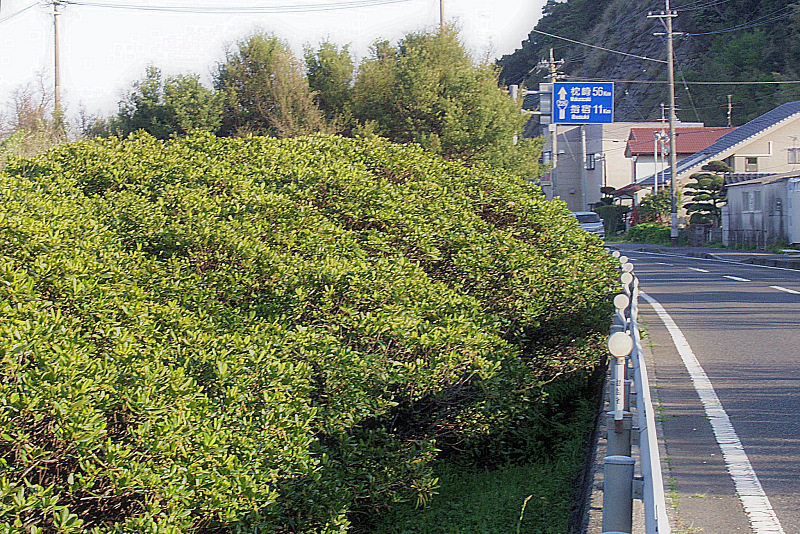 Mangrove forest in Kiire, Kagoshima City