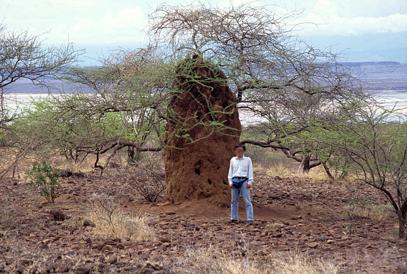 Giant termite mounds in the Rift Valley